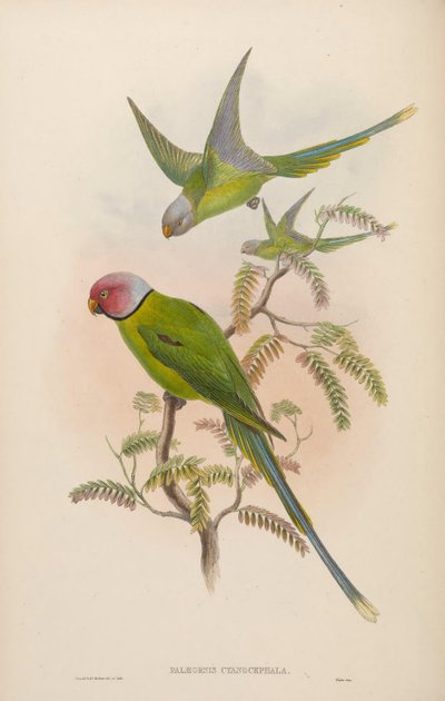 Palaeornis cyanocephalus = Psittacula cyanocephala door John Gould